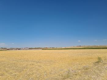 ÇAVDARLIDA   Çamardı yolu altında 7  dönüm satılık tarla