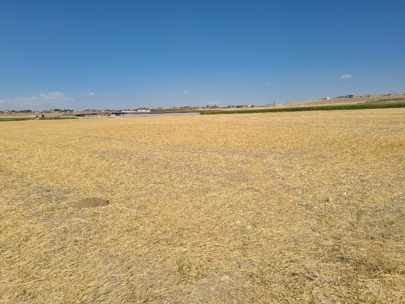 ÇAVDARLIDA   Çamardı yolu altında 7  dönüm satılık tarla