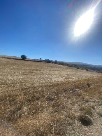 GÜVENAY - ÇORUM MERKEZ PEMBECİK KÖYÜ YOLU ÜZERİNDE  SATILIK TARLA