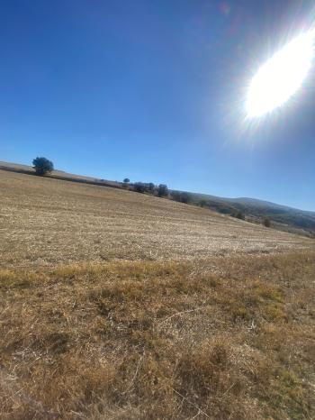 GÜVENAY - ÇORUM MERKEZ PEMBECİK KÖYÜ YOLU ÜZERİNDE  SATILIK TARLA