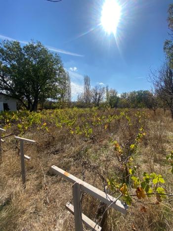 GÜVENAY - ÇORUM ILICA BAĞLARINDA İLİCE' DE SATILIK BAHÇE