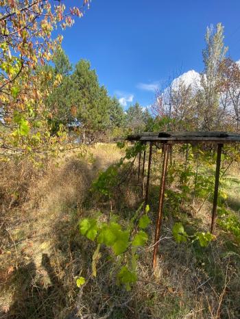 GÜVENAY - ÇORUM ILICA BAĞLARINDA İLİCE' DE SATILIK BAHÇE