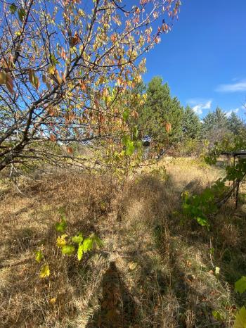 GÜVENAY - ÇORUM ILICA BAĞLARINDA İLİCE' DE SATILIK BAHÇE