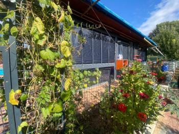 GÜVENAY - ÇORUM KURU ÇAY BAĞLARI 1300 M2 SATILIK BAĞ