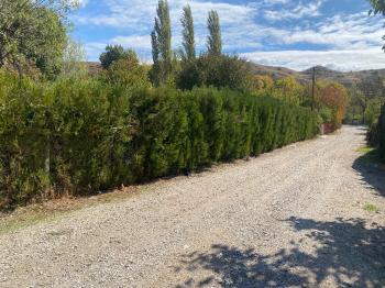 GÜVENAY - ÇORUM KURU ÇAY BAĞLARI 1300 M2 SATILIK BAĞ