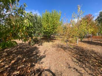 GÜVENAY - ÇORUM KURU ÇAY BAĞLARI 1300 M2 SATILIK BAĞ