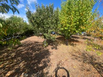 GÜVENAY - ÇORUM KURU ÇAY BAĞLARI 1300 M2 SATILIK BAĞ