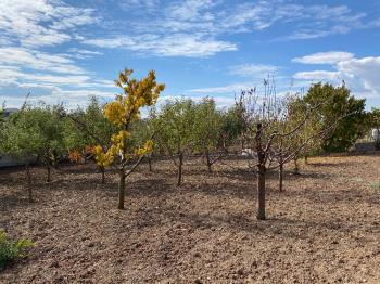 GÜVENAY - ÇORUM BUHARAEVLER PINAR KOLEJİ CİVARI VİLLA İMARLI ARSA 