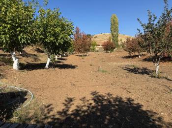 GÜVENAY - ÇORUM OSMANCIK YOLU ÜZERİ OSMANİYE KÖYÜ GİRİŞİNDE BAĞ