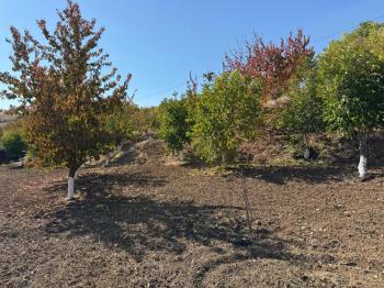 GÜVENAY - ÇORUM OSMANCIK YOLU ÜZERİ OSMANİYE KÖYÜ GİRİŞİNDE BAĞ