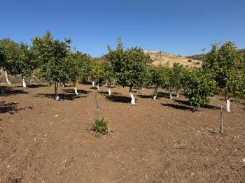 GÜVENAY - ÇORUM OSMANCIK YOLU ÜZERİ OSMANİYE KÖYÜ GİRİŞİNDE BAĞ