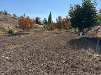 GÜVENAY - ÇORUM OSMANCIK YOLU ÜZERİ OSMANİYE KÖYÜ GİRİŞİNDE BAĞ