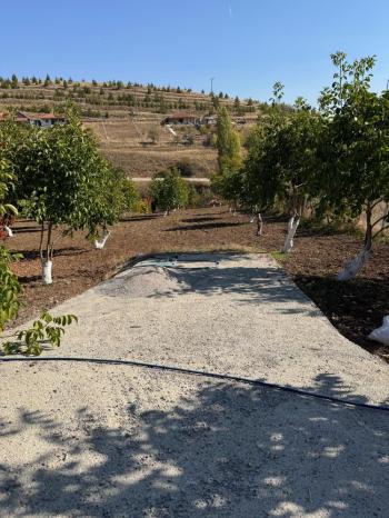 GÜVENAY - ÇORUM OSMANCIK YOLU ÜZERİ OSMANİYE KÖYÜ GİRİŞİNDE BAĞ