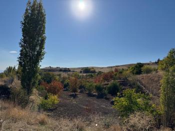 GÜVENAY - ÇORUM OSMANCIK YOLU ÜZERİ OSMANİYE KÖYÜ GİRİŞİNDE BAĞ