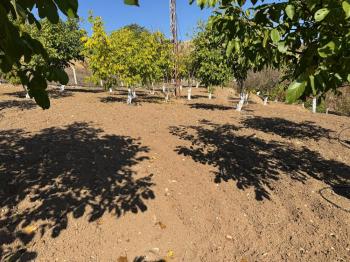 GÜVENAY - ÇORUM OSMANCIK YOLU ÜZERİ OSMANİYE KÖYÜ GİRİŞİNDE BAĞ