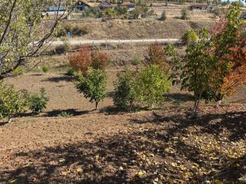 GÜVENAY - ÇORUM OSMANCIK YOLU ÜZERİ OSMANİYE KÖYÜ GİRİŞİNDE BAĞ