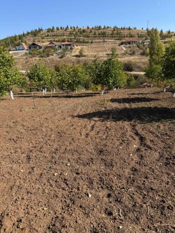 GÜVENAY - ÇORUM OSMANCIK YOLU ÜZERİ OSMANİYE KÖYÜ GİRİŞİNDE BAĞ