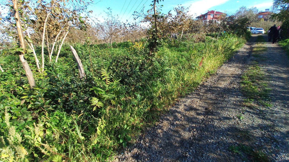 BEŞİKDÜZÜ TAKAZLI'DA SATILIK 1.167 M2 DÜZ ARAZİ