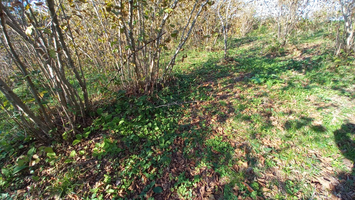 BEŞİKDÜZÜ TAKAZLI'DA SATILIK 1.167 M2 DÜZ ARAZİ