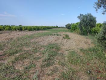 ASLANDAN ELVANLI MERKEZİNDE 2.500 M2 CAZİP FİYATLI SATILIK TARLA