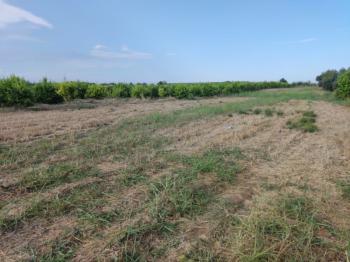 ASLANDAN ELVANLI MERKEZİNDE 2.500 M2 CAZİP FİYATLI SATILIK TARLA