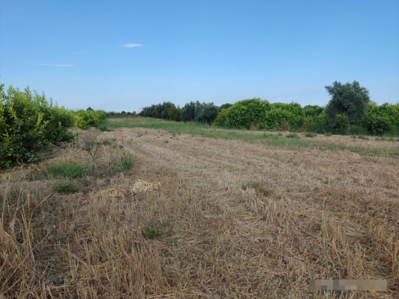 ASLANDAN ELVANLI MERKEZİNDE 2.500 M2 CAZİP FİYATLI SATILIK TARLA