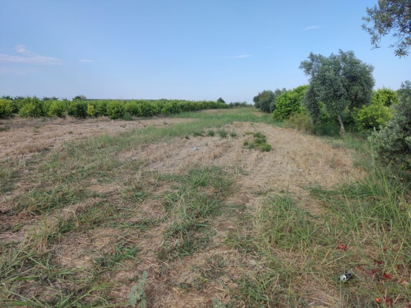 ASLANDAN ELVANLI MERKEZİNDE 2.500 M2 CAZİP FİYATLI SATILIK TARLA