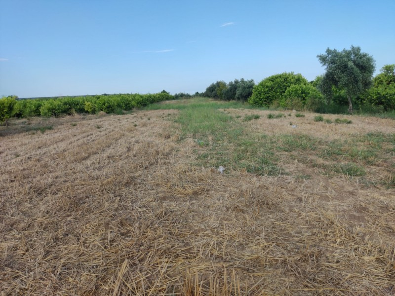 ASLANDAN ELVANLI MERKEZİNDE 2.500 M2 CAZİP FİYATLI SATILIK TARLA