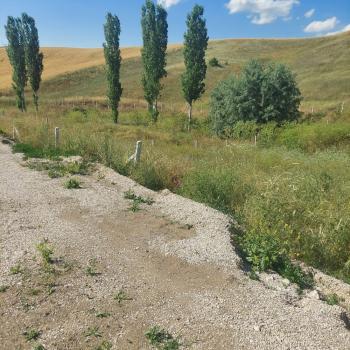 GÜVENAY - ÇORUM MERKEZ SARMAŞA KÖYÜ SATILIK HOBİ BAHÇESİ 