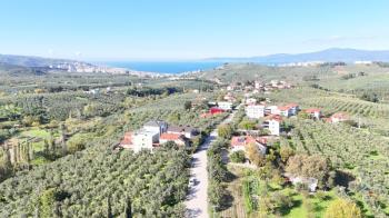 EMLAK HABERCİSİ 'NDEN BURSA MUDANYA  GÖYNÜKLÜ TAPULU  - KÖYİÇİ YERLEŞİME YAKIN 5.650 M2 SATILIK ZEYTİNLİK