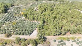 EMLAK HABERCİSİ 'NDEN BURSA MUDANYA ÇEPNİ TAPULU  - TARLA VASFINDA 4.450M2 KÖYE 500 MT. YOLA CEPHE, ORMANA SINIR FIRSAT SATILIK ARAZİ