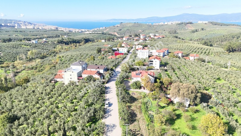EMLAK HABERCİSİ \\\\\\\\\\\\\\\'NDEN BURSA MUDANYA  GÖYNÜKLÜ TAPULU  - KÖYİÇİ YERLEŞİME YAKIN 5.650 M2 SATILIK ZEYTİNLİK