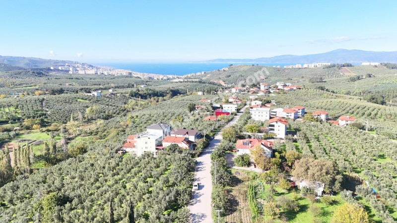 EMLAK HABERCİSİ 'NDEN BURSA MUDANYA  GÖYNÜKLÜ TAPULU  - KÖYİÇİ YERLEŞİME YAKIN 5.650 M2 SATILIK ZEYTİNLİK