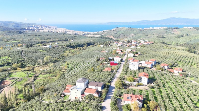 EMLAK HABERCİSİ 'NDEN BURSA MUDANYA  GÖYNÜKLÜ TAPULU  - KÖYİÇİ YERLEŞİME YAKIN 5.650 M2 SATILIK ZEYTİNLİK