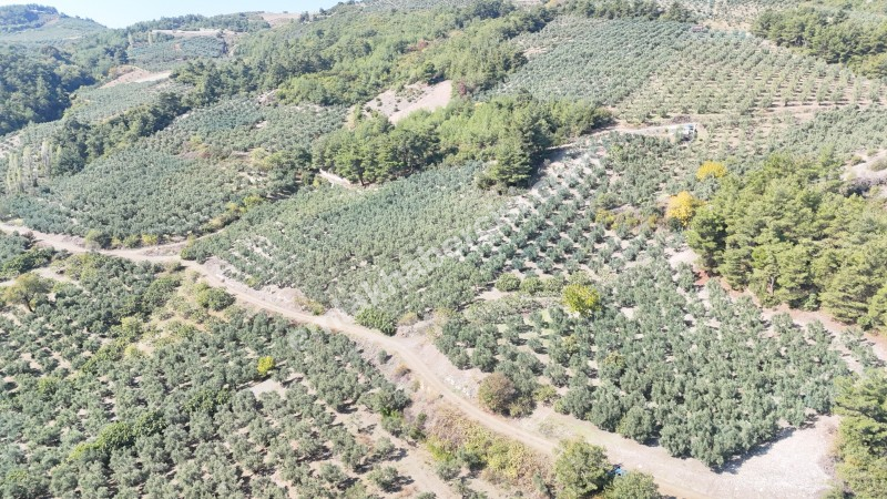 EMLAK HABERCİSİ 'NDEN BURSA MUDANYA ÇEPNİ TAPULU  - TARLA VASFINDA 4.450M2 KÖYE 500 MT. YOLA CEPHE, ORMANA SINIR FIRSAT SATILIK ARAZİ