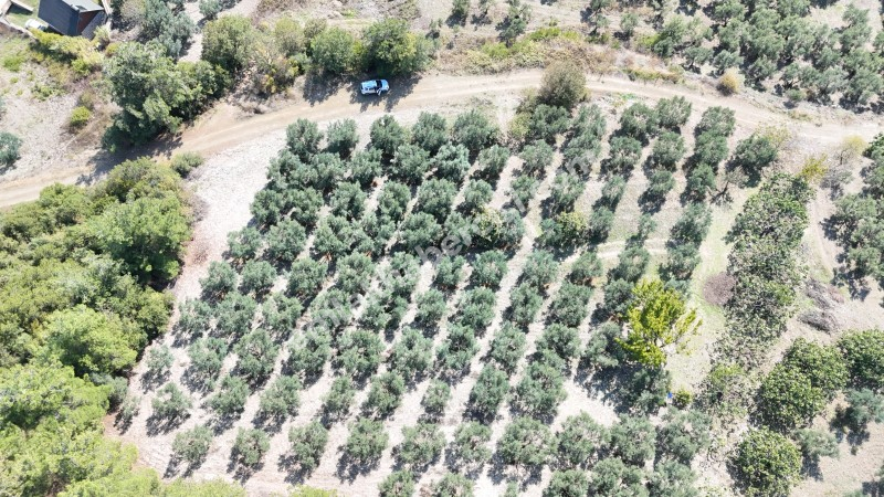 EMLAK HABERCİSİ \\\\\\\\\\\\\\\'NDEN BURSA MUDANYA ÇEPNİ TAPULU  - TARLA VASFINDA 4.450M2 KÖYE 500 MT. YOLA CEPHE, ORMANA SINIR FIRSAT SATILIK ARAZİ