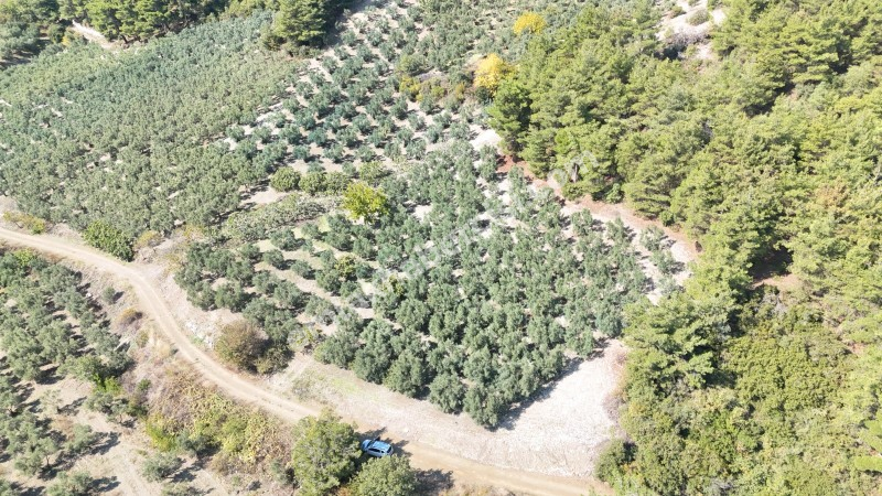 EMLAK HABERCİSİ 'NDEN BURSA MUDANYA ÇEPNİ TAPULU  - TARLA VASFINDA 4.450M2 KÖYE 500 MT. YOLA CEPHE, ORMANA SINIR FIRSAT SATILIK ARAZİ