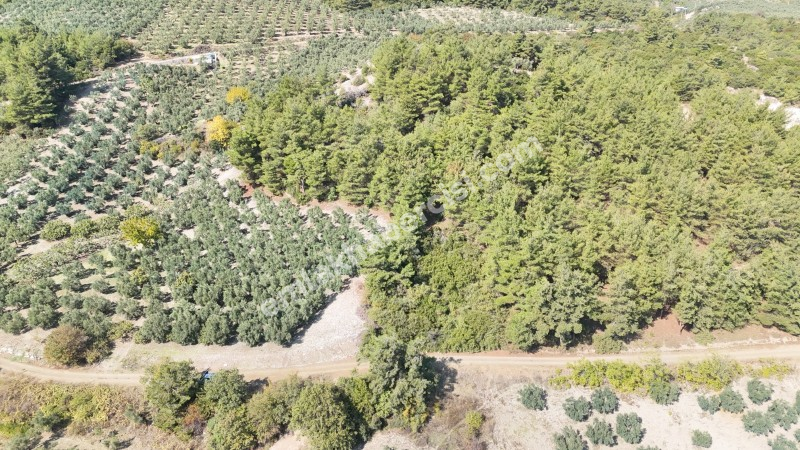 EMLAK HABERCİSİ 'NDEN BURSA MUDANYA ÇEPNİ TAPULU  - TARLA VASFINDA 4.450M2 KÖYE 500 MT. YOLA CEPHE, ORMANA SINIR FIRSAT SATILIK ARAZİ