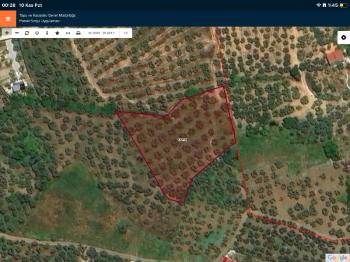 DijitalEmlak´tan Mudanya Çepnide Köy yerleşime yakın 3.5 dönüm Satılık Zeytinlik. 