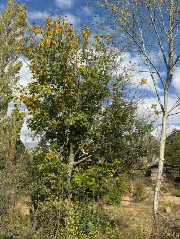 GÜVENAY - ÇORUM ÇOMAR BARAJI ÜST TARAFINDA  SATILIK 1,435 M² BAĞ