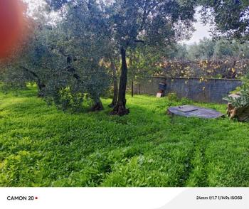 BURSA, MUDANYA-IŞIKLI YOLU'NDA ASFALTA CEPHE İÇİNDE 2 KATLI MÜSTAKİL EVİ OLAN 2.200 M2 ZEYTİNLİK