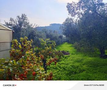 BURSA, MUDANYA-IŞIKLI YOLU'NDA ASFALTA CEPHE İÇİNDE 2 KATLI MÜSTAKİL EVİ OLAN 2.200 M2 ZEYTİNLİK