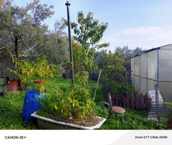 BURSA, MUDANYA-IŞIKLI YOLU'NDA ASFALTA CEPHE İÇİNDE 2 KATLI MÜSTAKİL EVİ OLAN 2.200 M2 ZEYTİNLİK