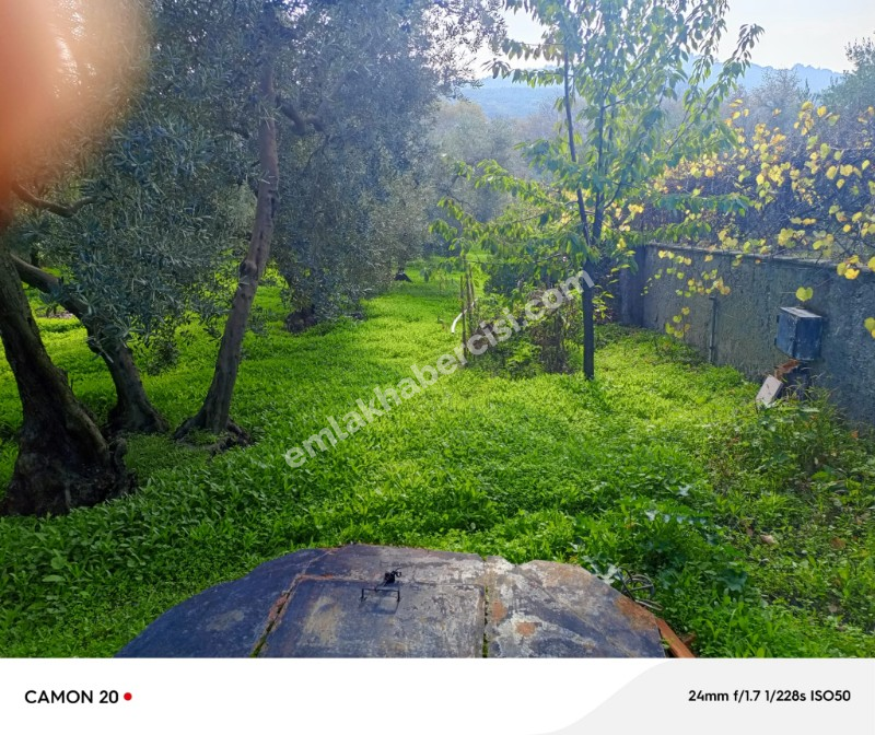 BURSA, MUDANYA-IŞIKLI YOLU'NDA ASFALTA CEPHE İÇİNDE 2 KATLI MÜSTAKİL EVİ OLAN 2.200 M2 ZEYTİNLİK