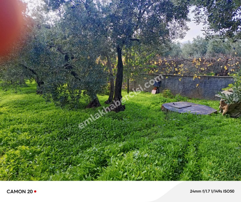 BURSA, MUDANYA-IŞIKLI YOLU'NDA ASFALTA CEPHE İÇİNDE 2 KATLI MÜSTAKİL EVİ OLAN 2.200 M2 ZEYTİNLİK