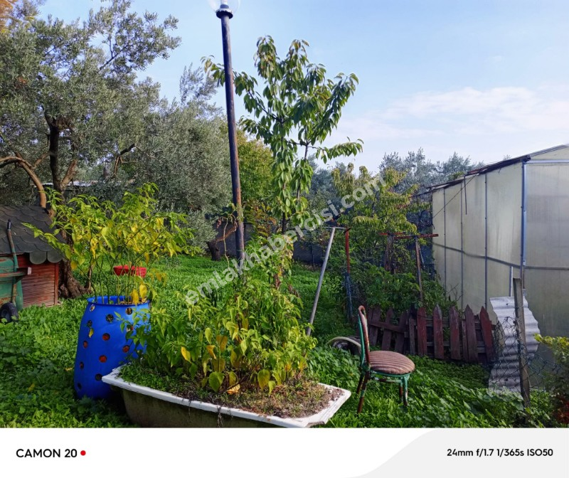 BURSA, MUDANYA-IŞIKLI YOLU'NDA ASFALTA CEPHE İÇİNDE 2 KATLI MÜSTAKİL EVİ OLAN 2.200 M2 ZEYTİNLİK