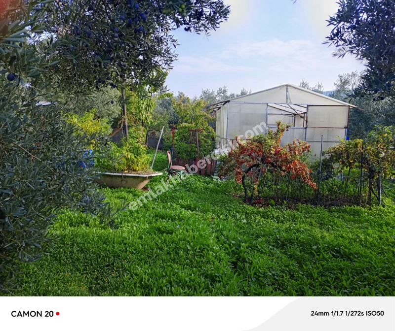 BURSA, MUDANYA-IŞIKLI YOLU'NDA ASFALTA CEPHE İÇİNDE 2 KATLI MÜSTAKİL EVİ OLAN 2.200 M2 ZEYTİNLİK