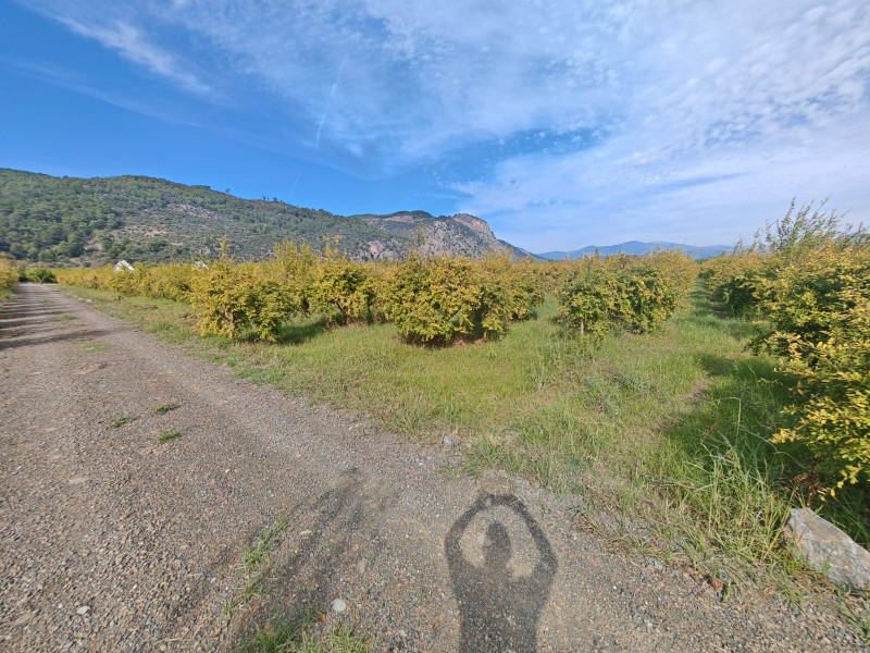 MUĞLA ORTACA KARADONLAR SATILIK 4,800 M2 TARLA 3E GAYRİMENKUL