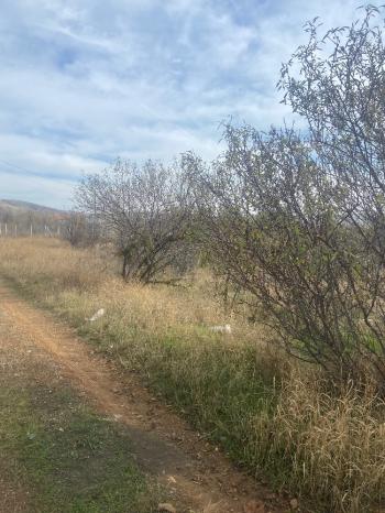 GÜVENAY - ÇORUM ESKİEKİN KÖYÜ 1738 M2 SATILIK BAĞ