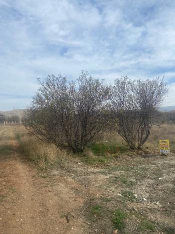 GÜVENAY - ÇORUM ESKİEKİN KÖYÜ 1738 M2 SATILIK BAĞ